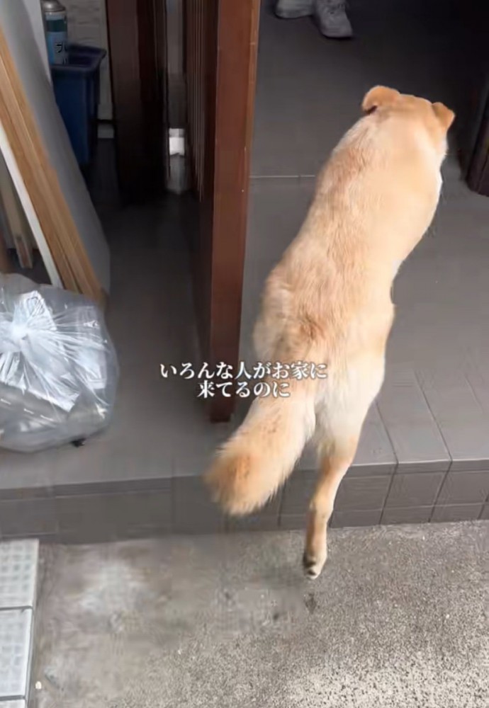 家の中に入る犬