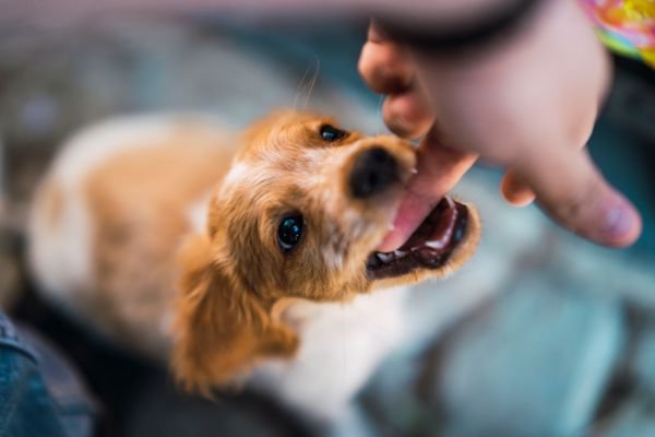 指を噛む子犬