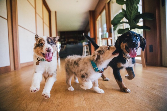 遊んでいる3匹の子犬