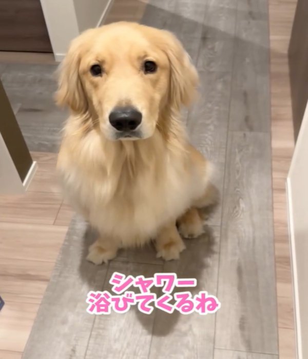 お座りする犬