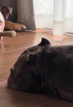 ブリちゃんの向こうにいるのは…