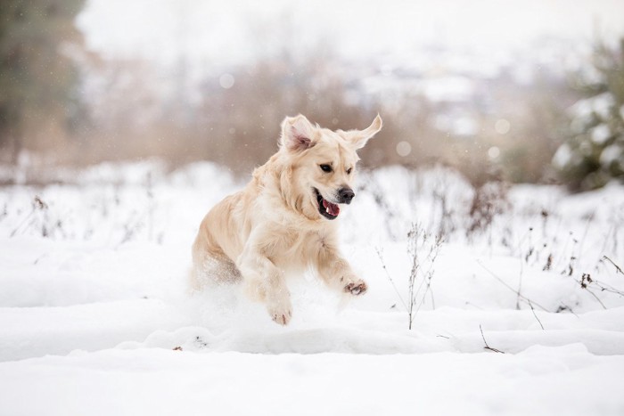 雪の中ではしゃぐ犬