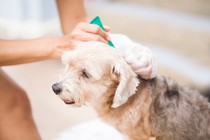 予防薬をつけてもらう犬