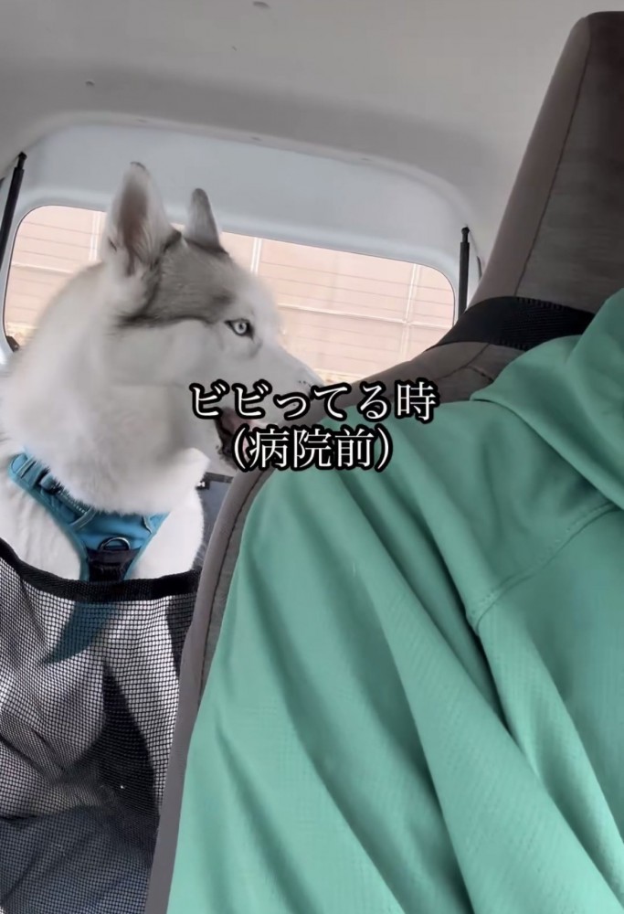 前の座席を見つめる犬