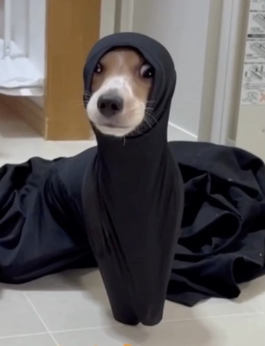 洗濯物から出られなくなったルカちゃん
