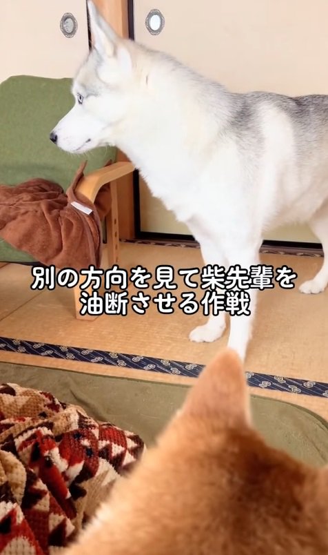 「諦めたふり…」