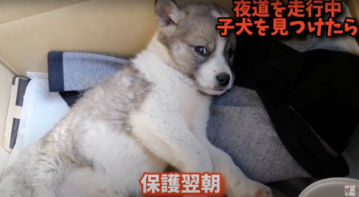 休んでいた子犬