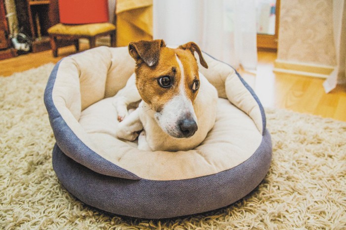 ベッドで不安そうな顔の犬