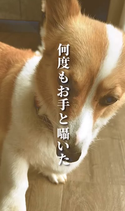 お手する犬