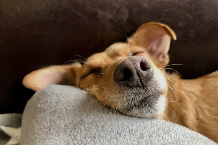 鼻アップ 寝る犬