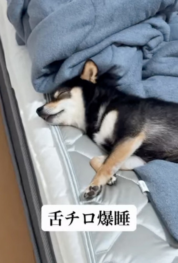 ベッドで眠る犬