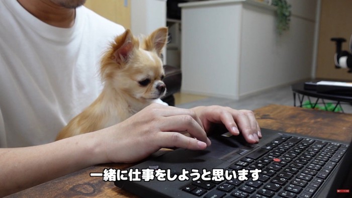 お仕事中に甘えるみるくちゃん3