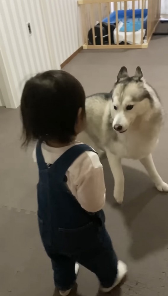 女の子の前で耳を反らせる犬