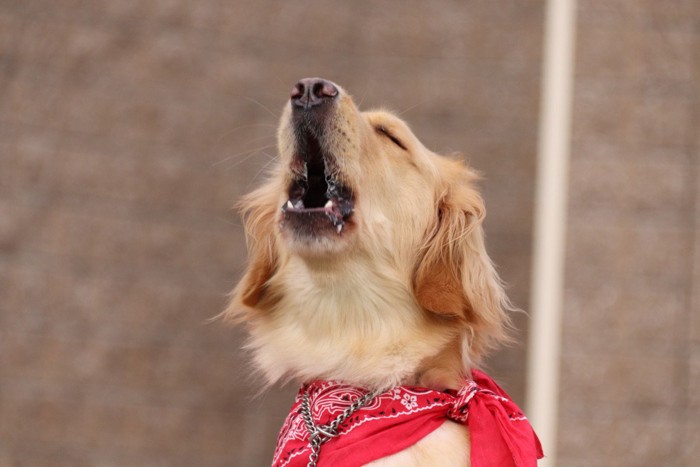 鳴く犬