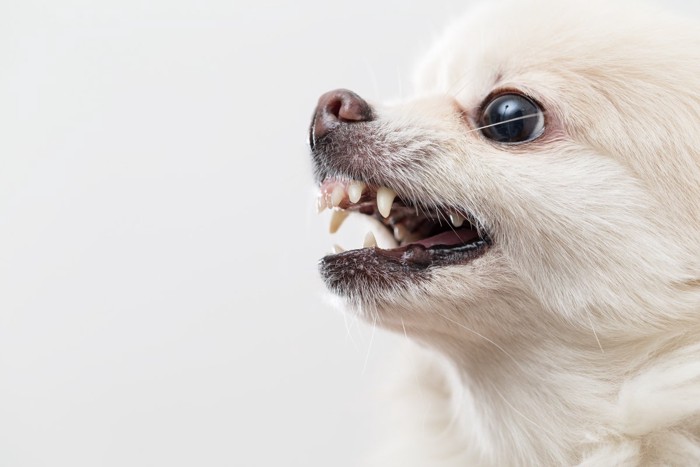 吠える犬