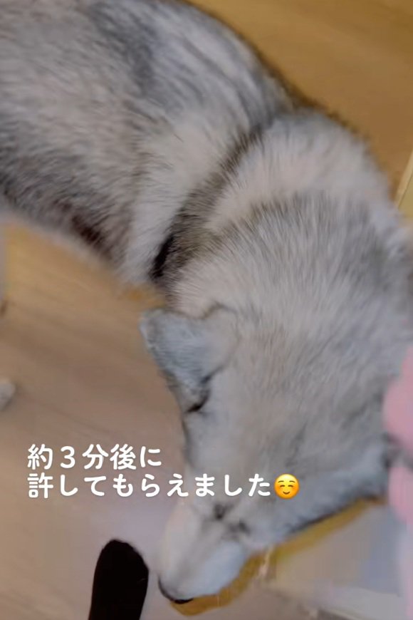 撫でてほしいセナくん