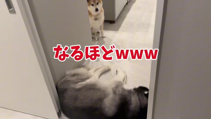 通せんぼされたおもちくん