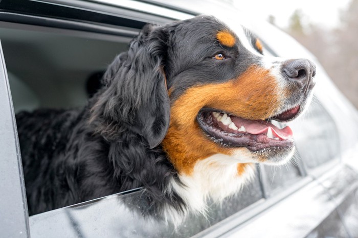 車内から外を見る犬