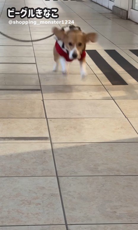 ママが現れた時のきなこちゃん7