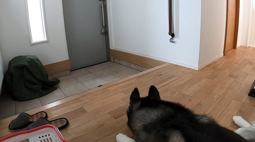 玄関前で伏せる犬