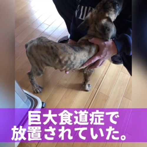 痩せ細った子犬を撫でる手
