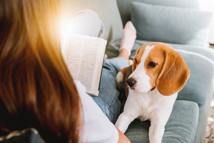 本を開く人と横にいる犬 