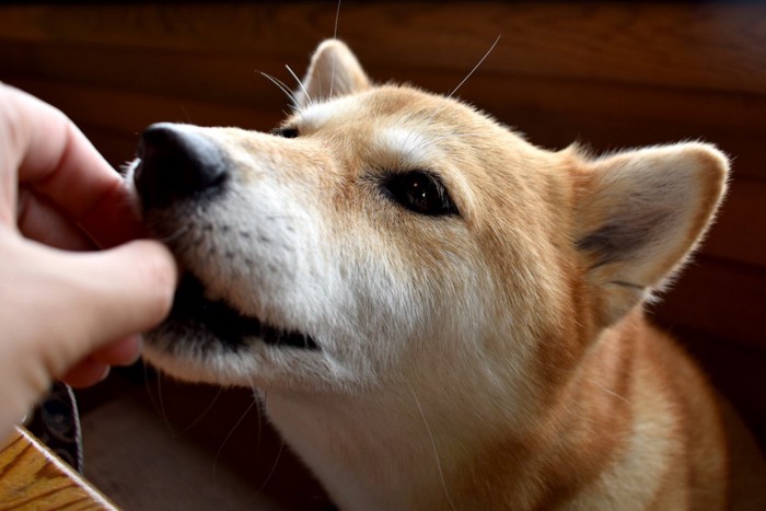 人の手から食べ物をもらう犬
