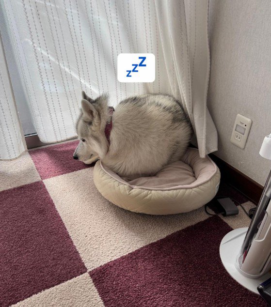 無理矢理丸まったり…