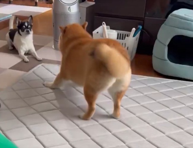 攻防戦