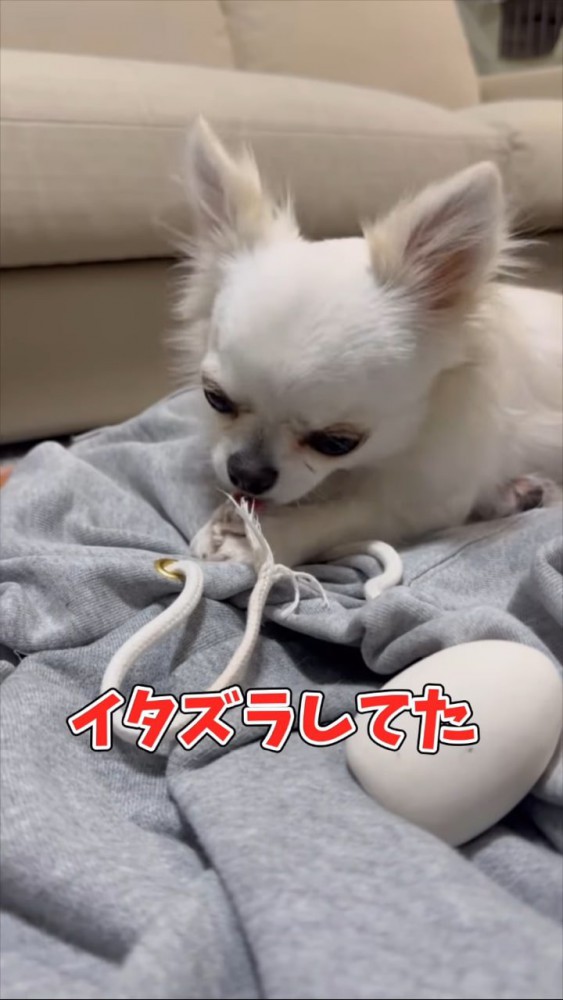 スウェットのひもを噛む