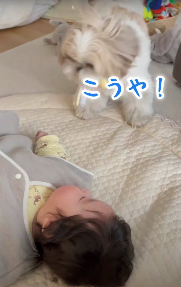 赤ちゃんの横でおもちゃを振り回す犬「こうや！」