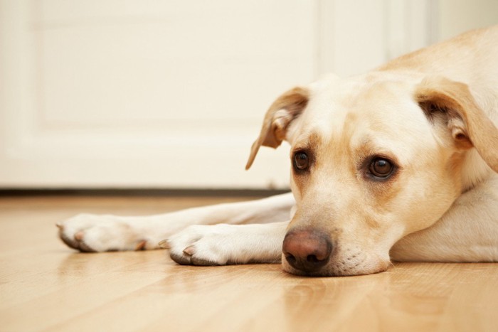 体調がわるそうな大型犬