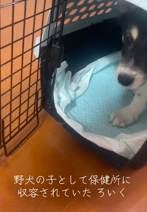 野犬として暮らしていた