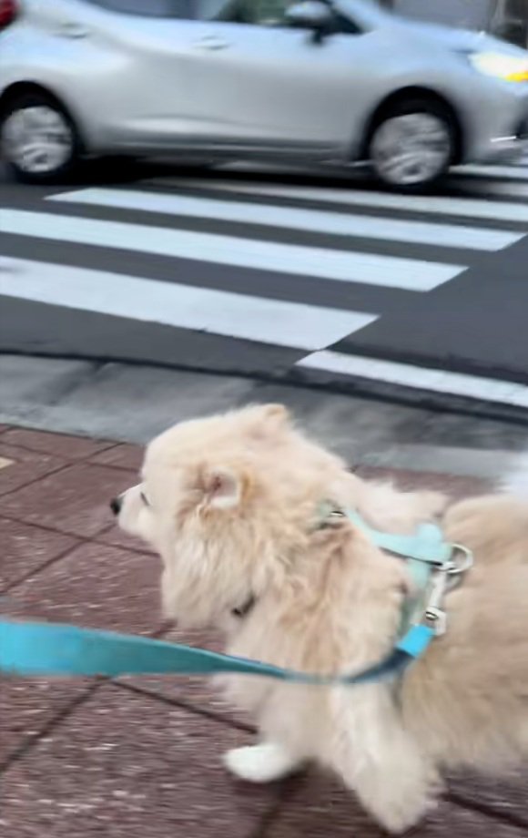 散歩中のエリーちゃん