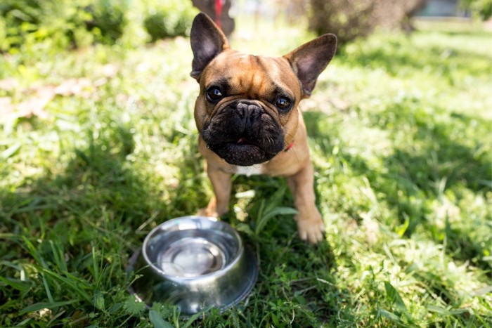 水を飲もうとしない犬