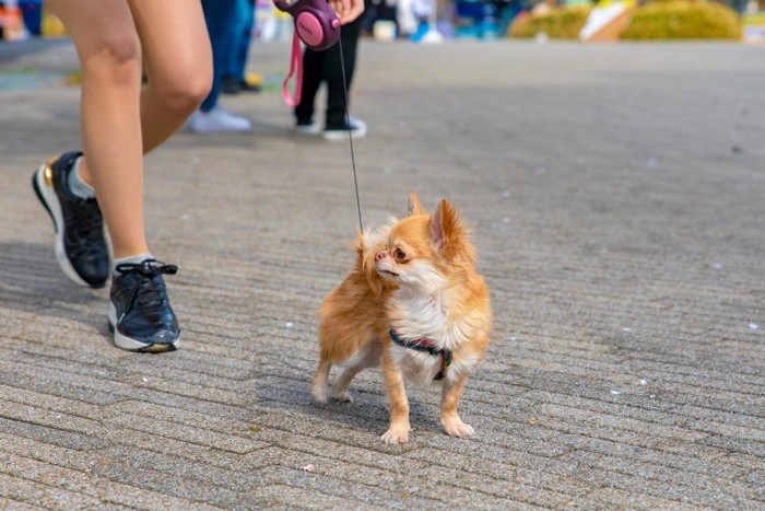 散歩中、立ち止まって横を見る犬