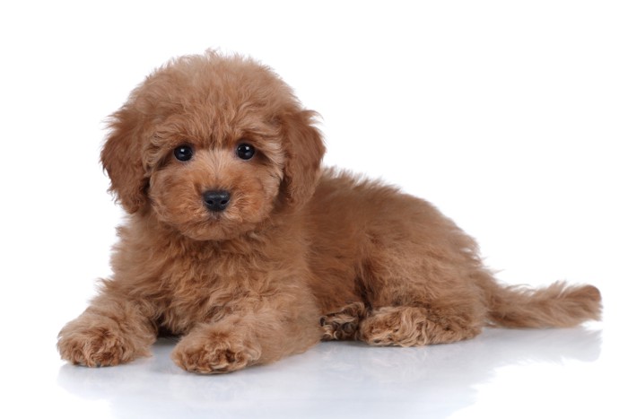 床に伏せているタイニープードルの子犬