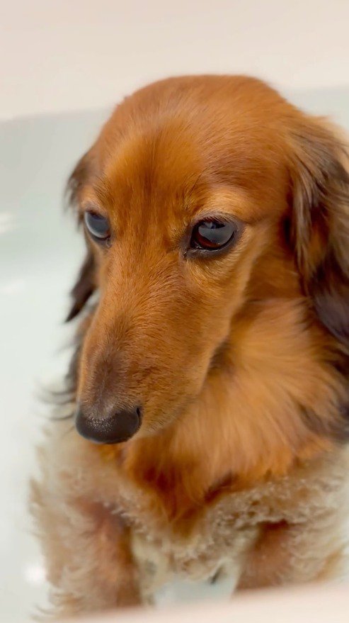 お風呂の中に浮かぶ犬