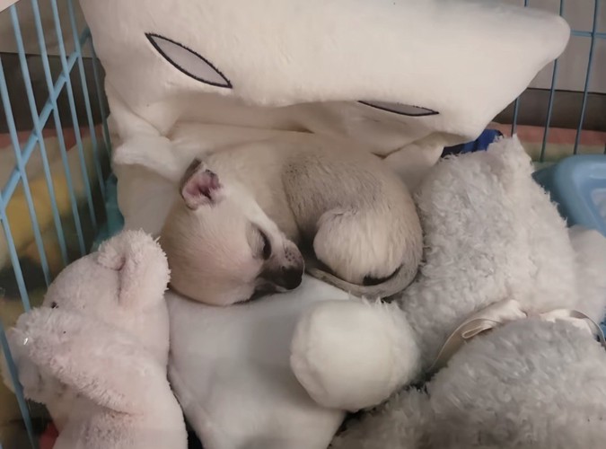 ぬいぐるみに囲まれて眠る犬