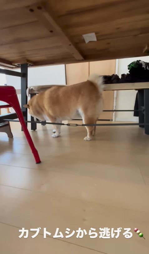 カブトムシを見た時のだんごちゃん3