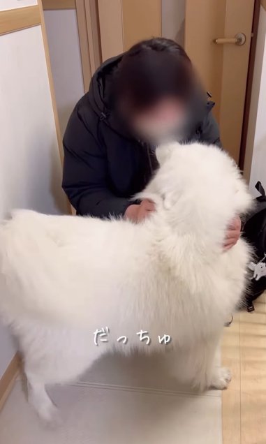 飼い主の帰宅を喜ぶサモエド