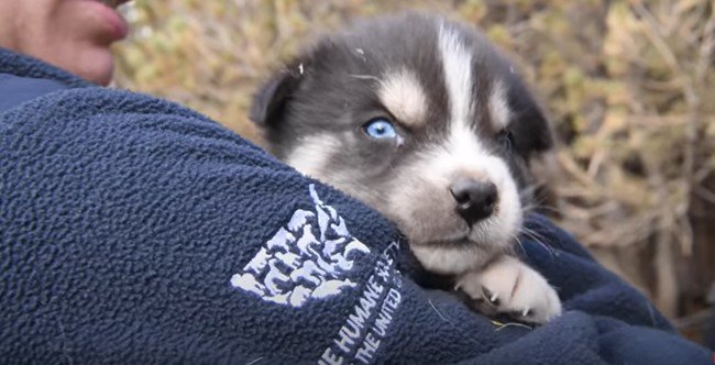 抱えられた子犬