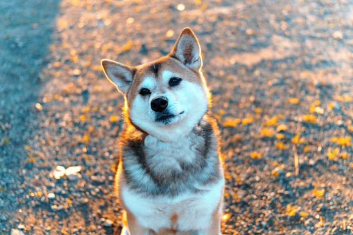 頭を傾げる犬