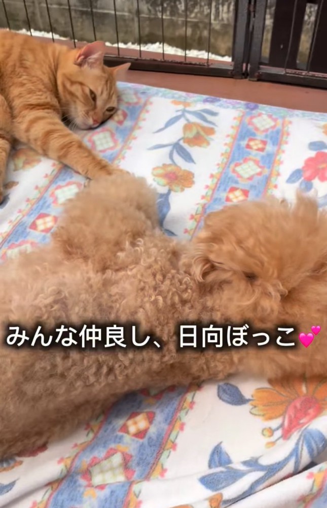 日向ぼっこする猫と犬