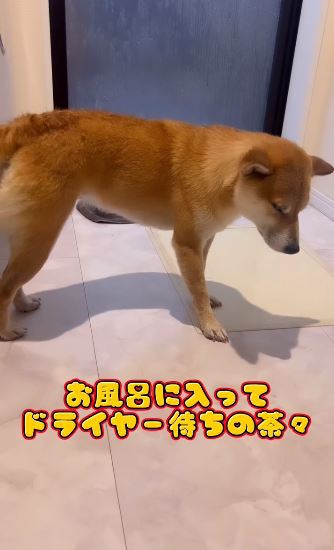 目を閉じてしまう茶々ちゃん