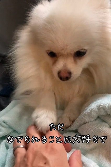 撫でてと催促するゆめちゃん