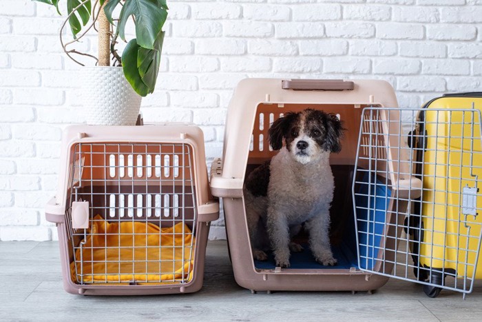 クレートに入る犬