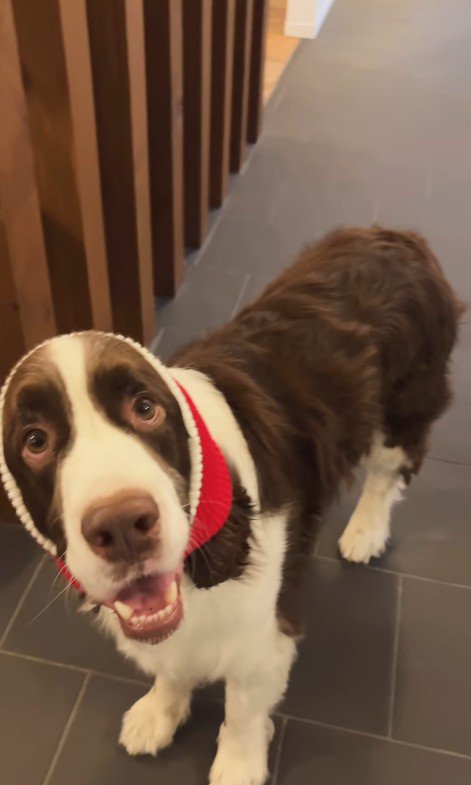 サンタごっこをするププくんと女の子2