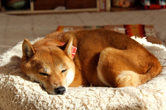 ひなたぼっこしている柴犬