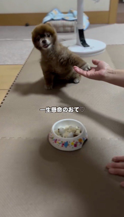 飼い主の手に左前足を乗せる犬